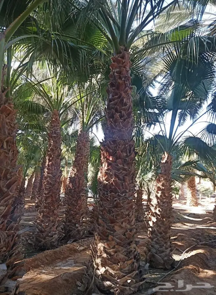 نخيل وشنطن 3