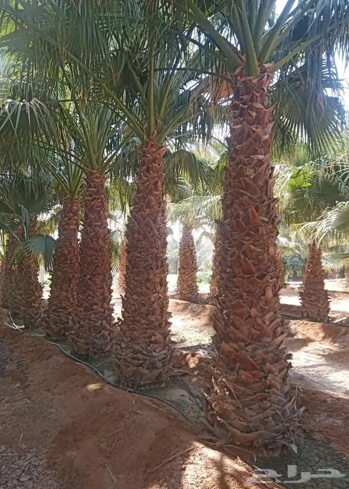 نخيل وشنطن 1