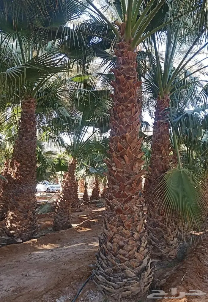 نخيل وشنطن 0