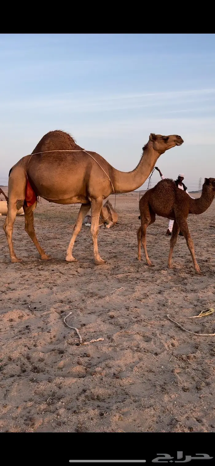 خلفه ساحليه مصغر (تم البيع) 1