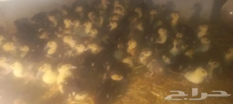 القصيم ابلك 0