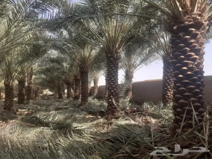 نخل عربي اخلاص ثلاثه متر 2