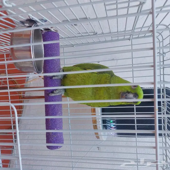 فندق طيور ترويض بغبغاوات 0