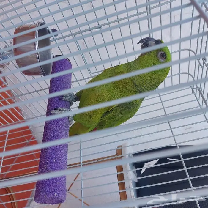 فندق طيور ترويض بغبغاوات 1