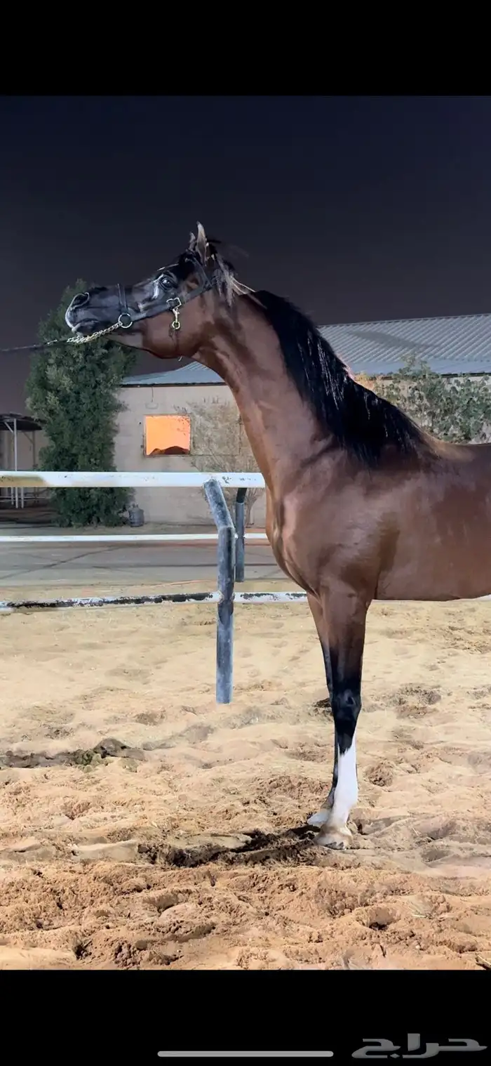 ايواء خيل طريق الخرج 0