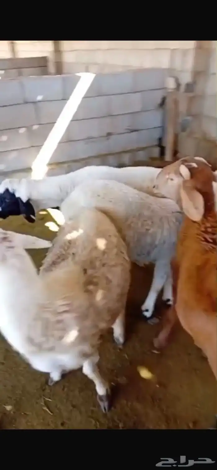 طليان سواكن جبره وطليان حريه بريه نظيفه جدا 10