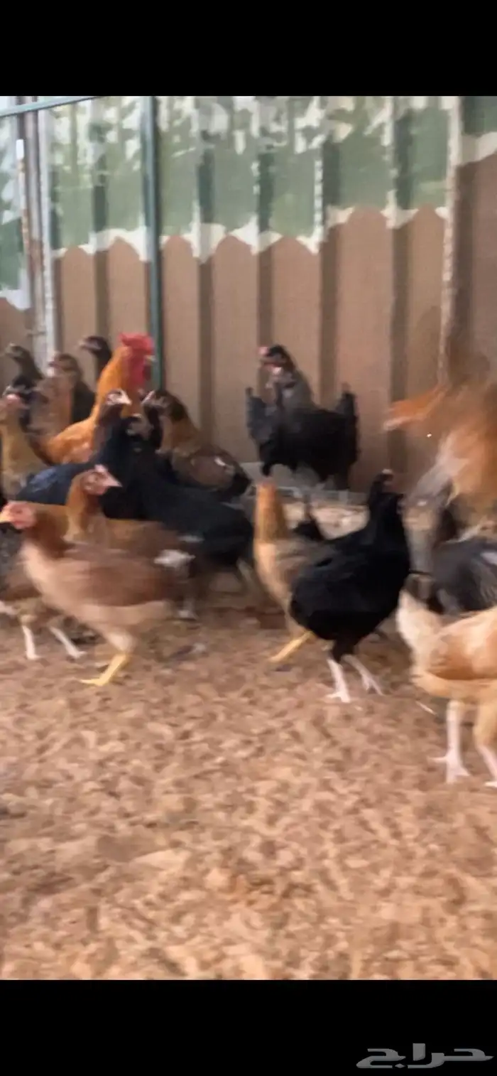 دجاج بلدي 1