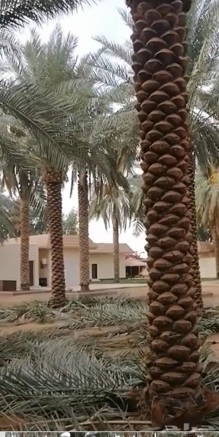 تنسيق حدائق تبوك 16