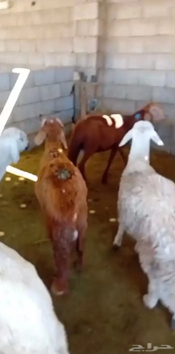 طليان سواكن جبره وطليان حريه بريه نظيفه جدا 3