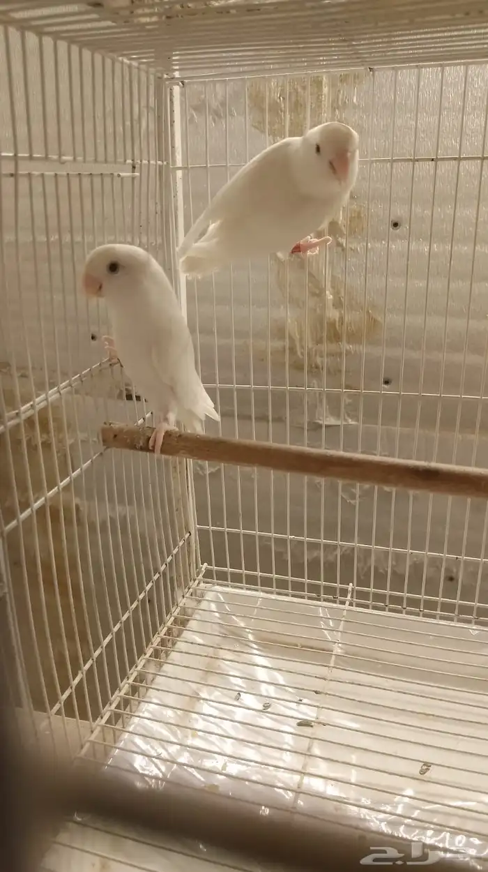 روز البينو 0