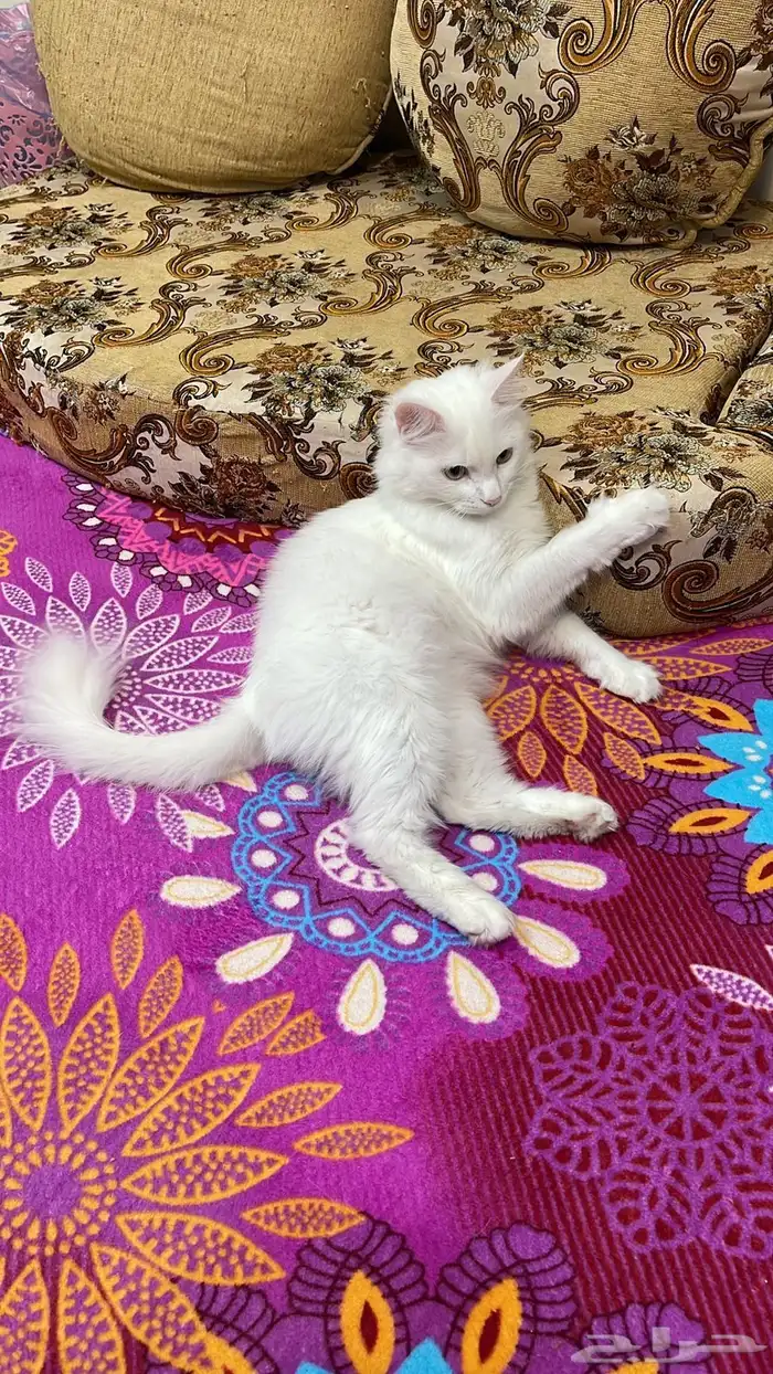 قط ضايع مني ومفقود في حي (البديع - الموظفين - الصفا) أبها 0