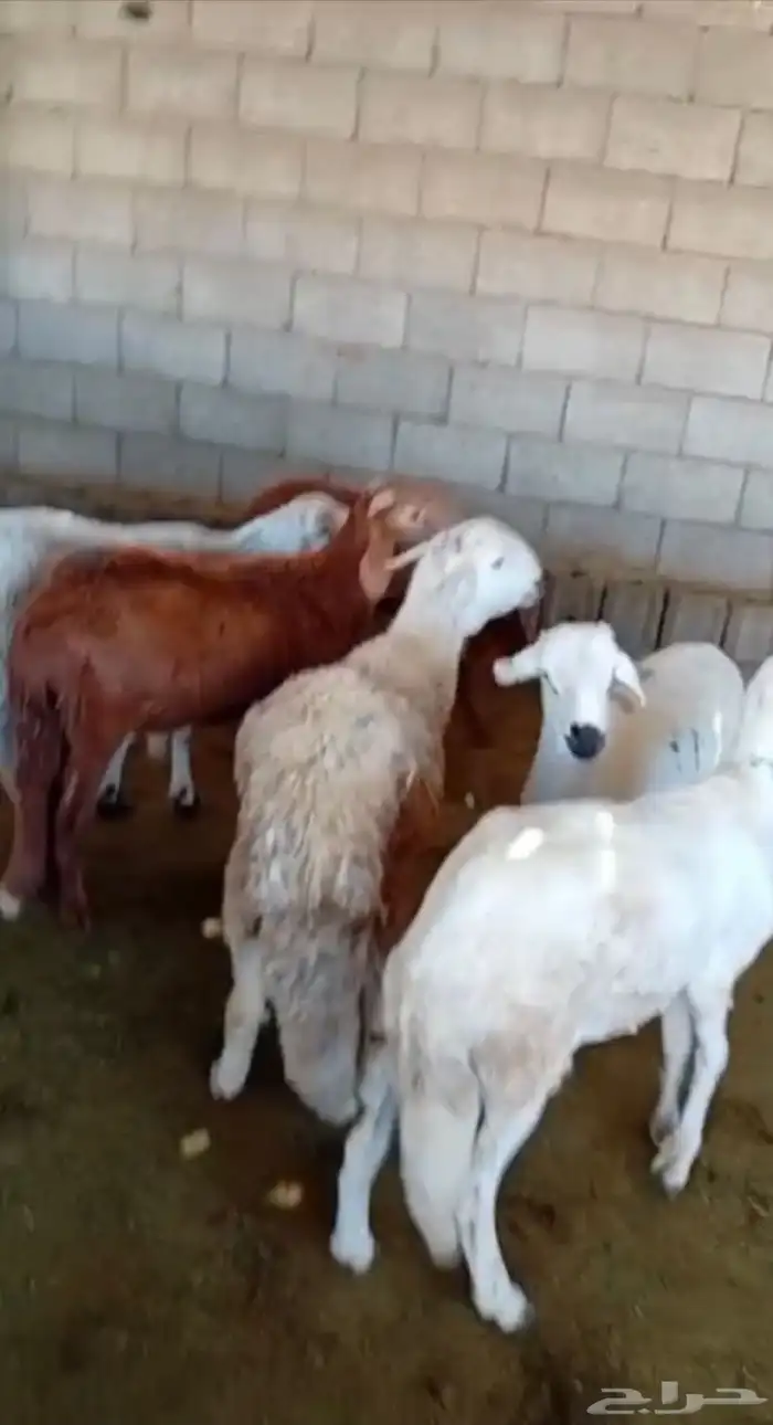 طليان سواكن جبره وطليان حريه بريه نظيفه جدا 4