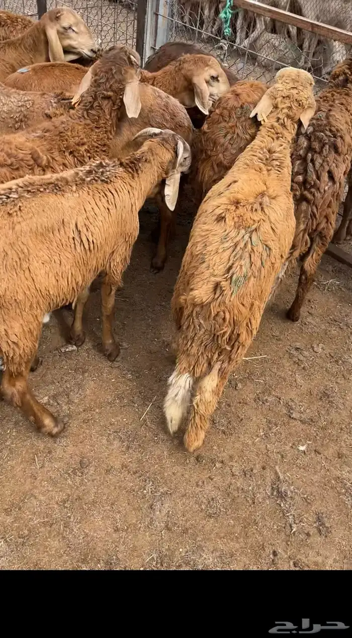 سواكني تربيه وحري 1