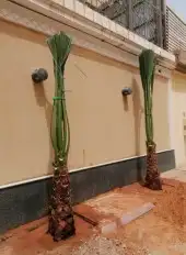 نخل واشنطوني زينه أمريكي 10