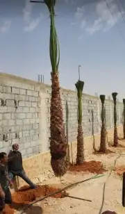 نخل واشنطوني زينه أمريكي 11