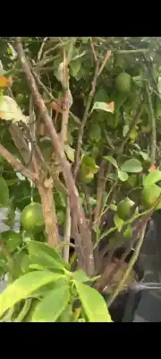 ليمون   اظالي اسعار مناسبه 1