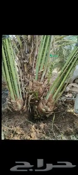 نخل للبيع 3