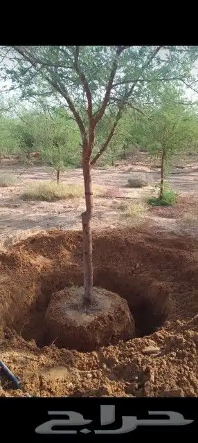 يوجد لدينااا سدر وجميع انواع الاشجار بكل المقاسات 4