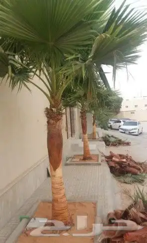 نخل واشنطوني زينه أمريكي 5