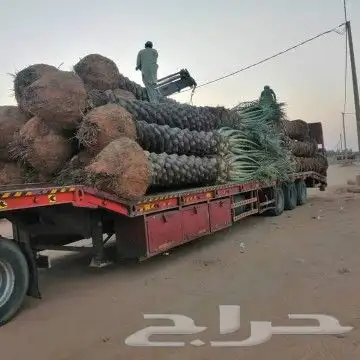 توريد شتلات زراعيه ونخيل 7