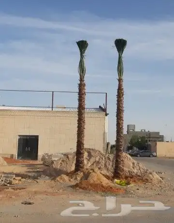 نخل واشنطوني زينه أمريكي 7