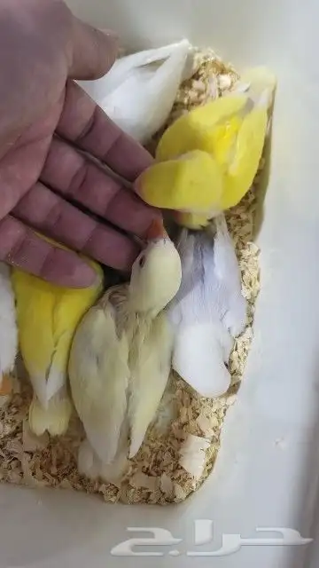 فروخ روز بسم الله ماشاء الله شي فاخر 1