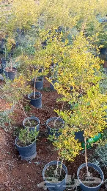 يوجد لدينااا سدر وجميع انواع الاشجار بكل المقاسات 9