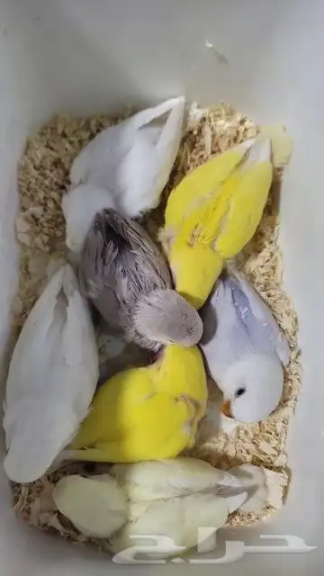 فروخ روز بسم الله ماشاء الله شي فاخر 0