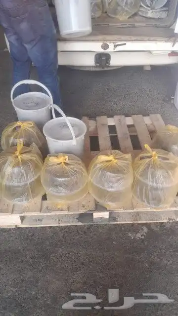 تمور حائل الفاخره 0