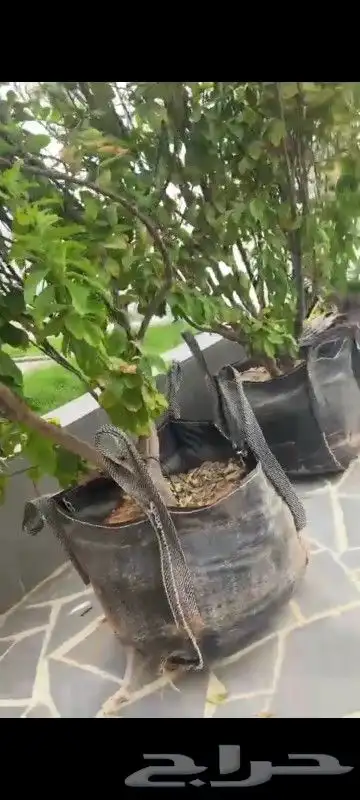 ليمون   اظالي اسعار مناسبه 2