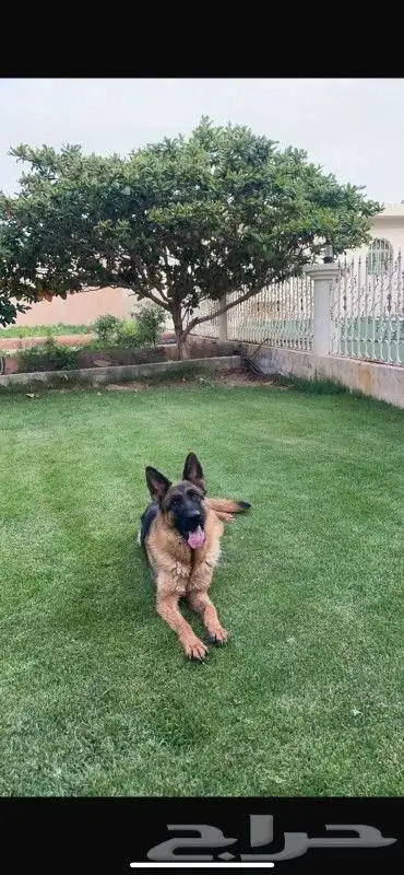 حيوانات اليفه 0