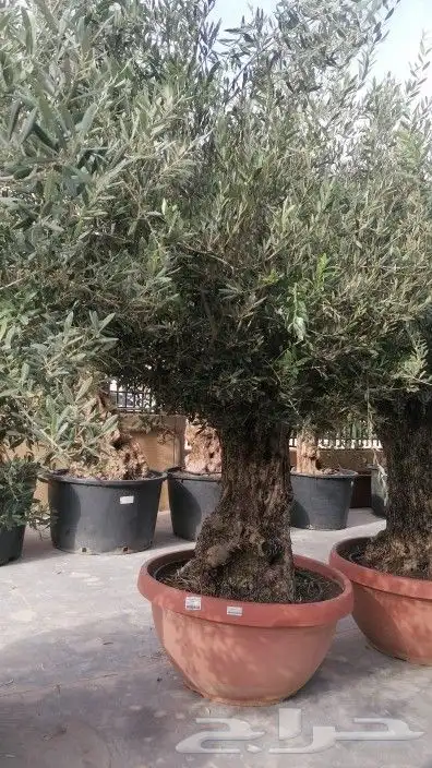 زيتون اسباني 0