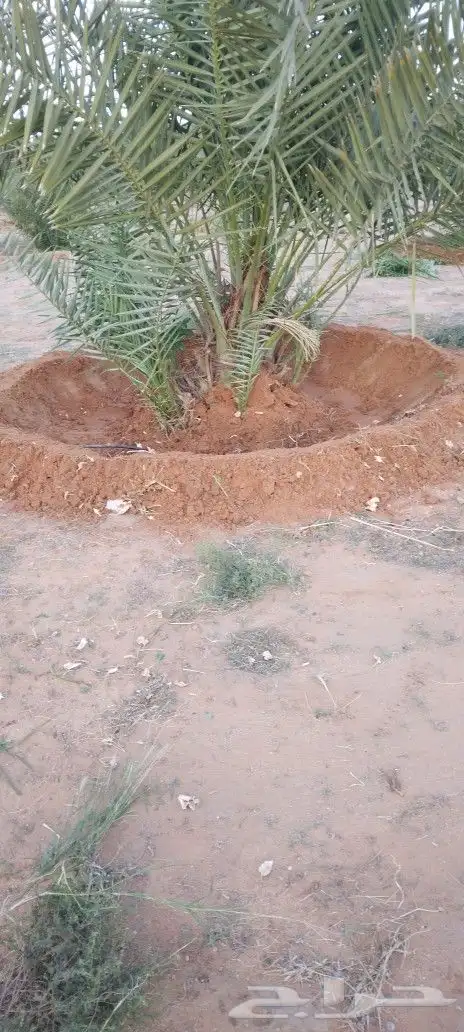 نقوم بتحويض الامزرع وسمد ويوجد الدنيا جميع انواع النخيل ا 7