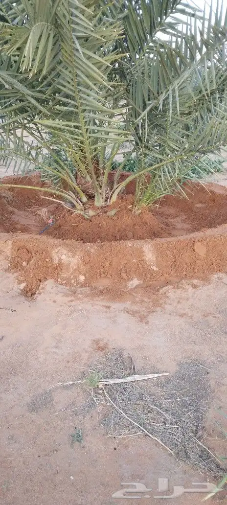 نقوم بتحويض الامزرع وسمد ويوجد الدنيا جميع انواع النخيل ا 8