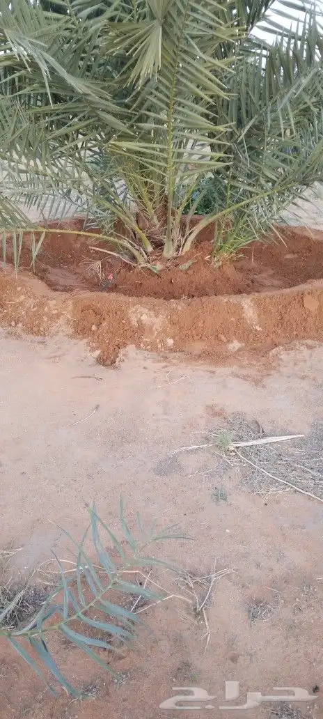 نقوم بتحويض الامزرع وسمد ويوجد الدنيا جميع انواع النخيل ا 9