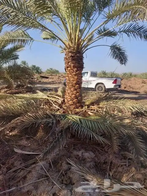 جثايث خلاص 4