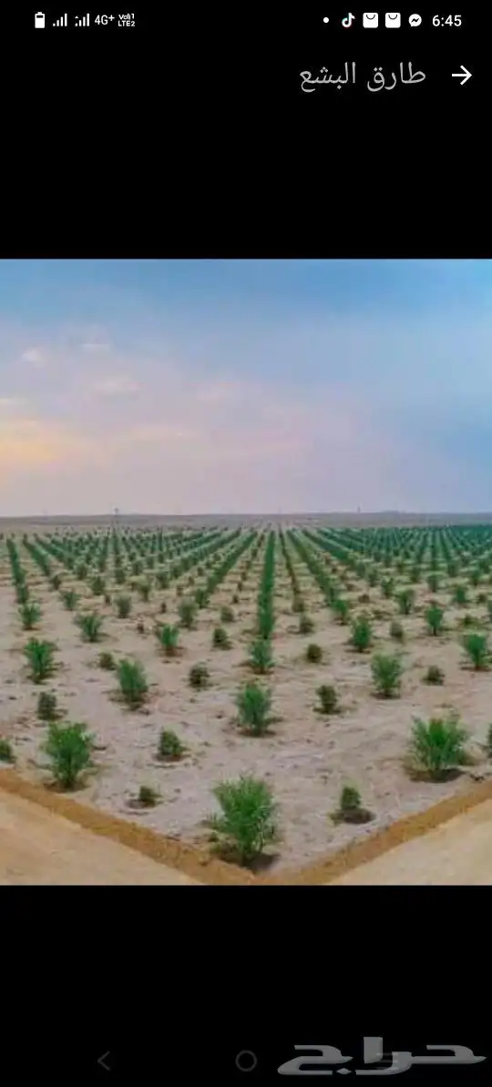 توريد شتلات زراعيه ونخيل 5
