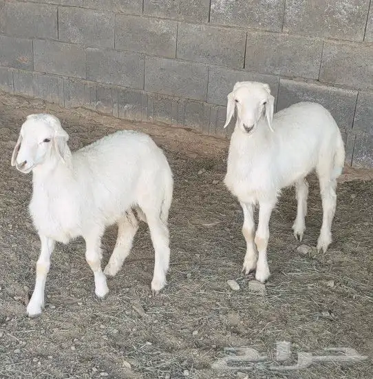 خرفان للبيع(تم البييع) 1