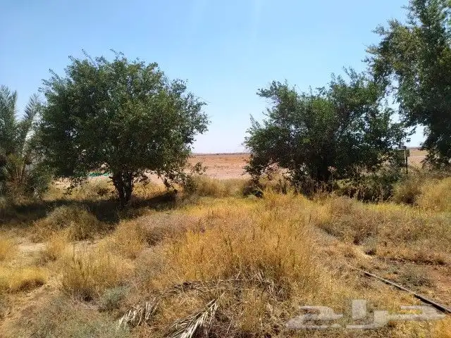 يوجد لدينااا سدر وجميع انواع الاشجار بكل المقاسات 2
