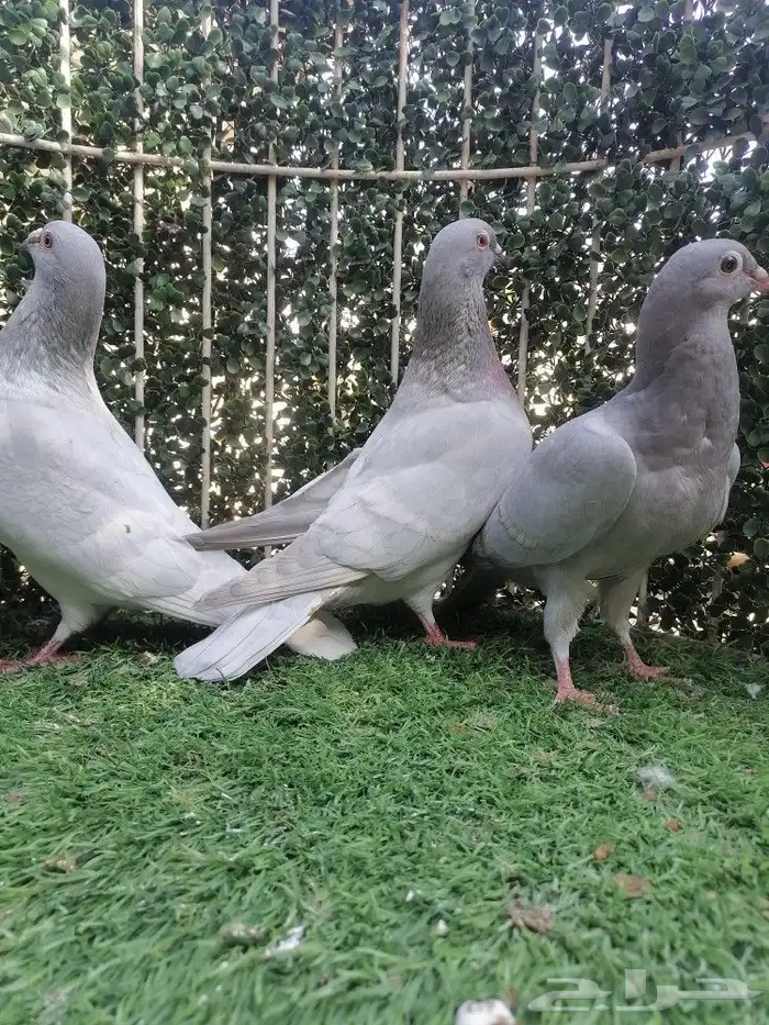 زاجل. وايت بار فواتح لاهل الزين 2
