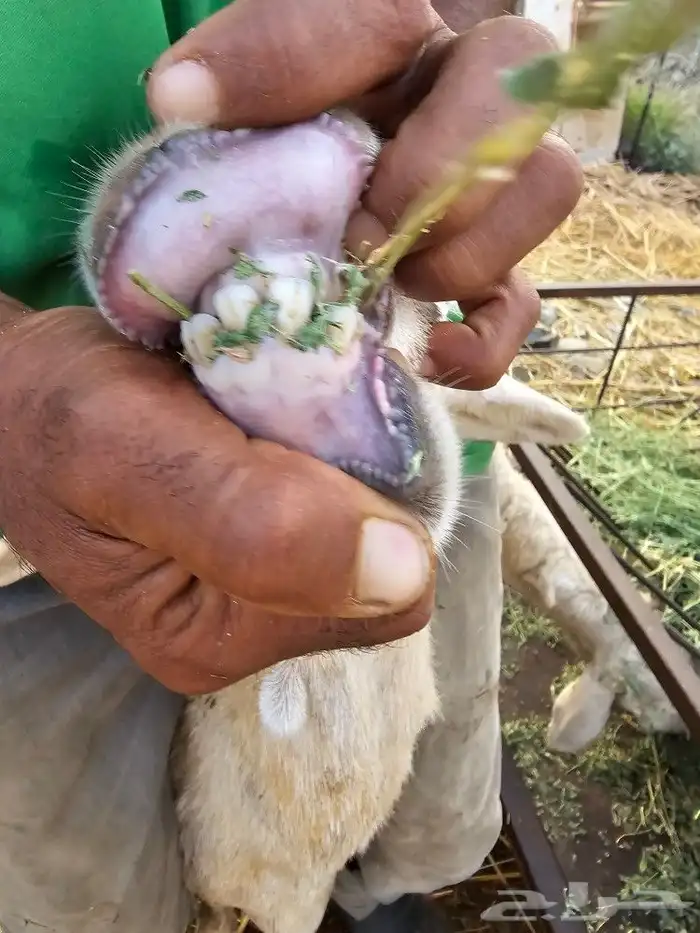 ضان حريه ونعجه سواكني 4