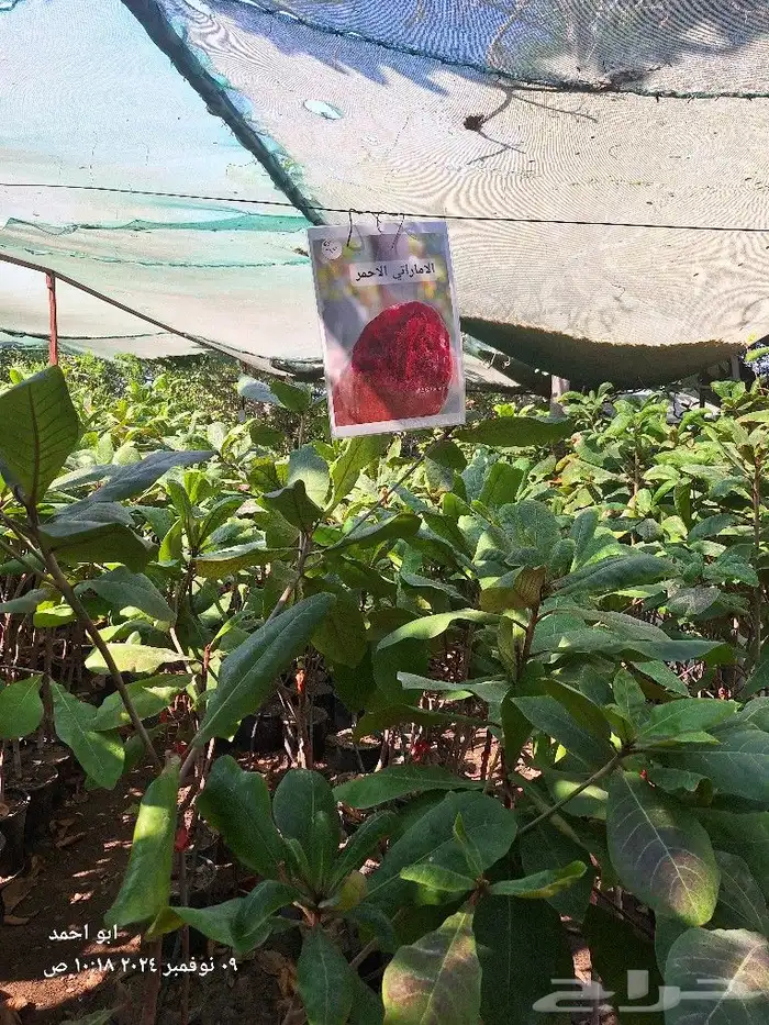 متوفر جميع اصناف اللوز البجلي المطعم 4