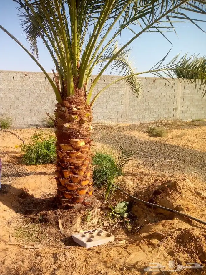 نخل مجدول وسلاطيين 4