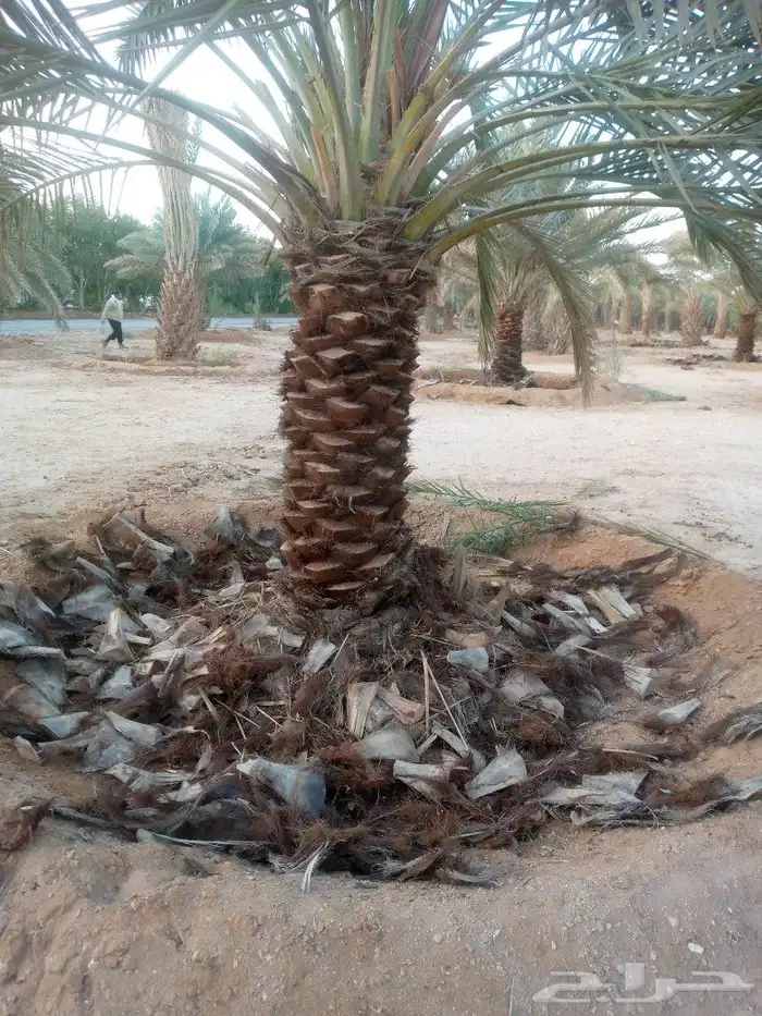 نخل مجدول وسلاطيين 6