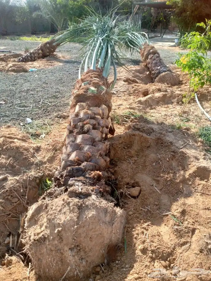 نخل مجدول وسلاطيين 3
