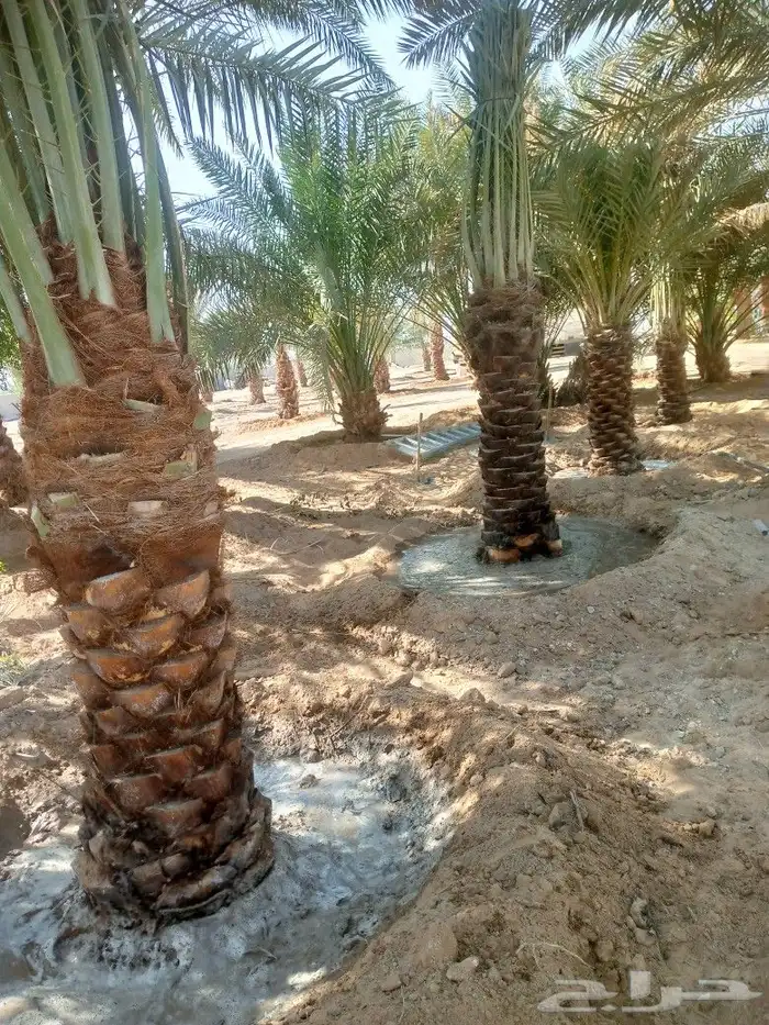 نخل مجدول وسلاطيين 0