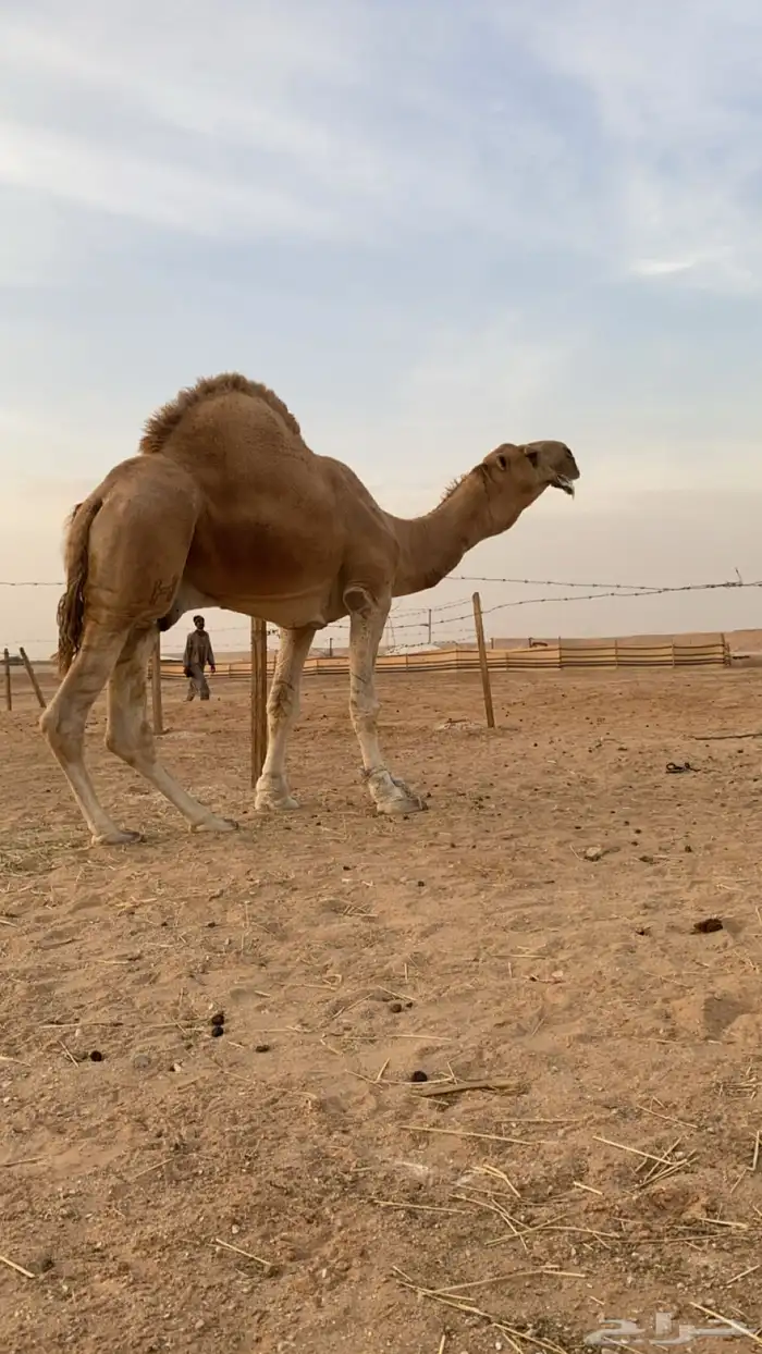 بعير فحل 2