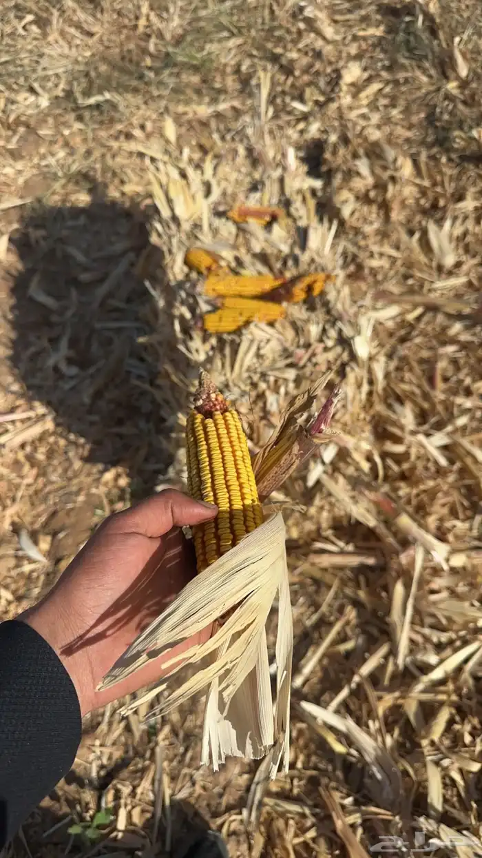 ضيفو سنابي عرض اعلاف بشكل يومي (والدفع عندالاستلام) 15