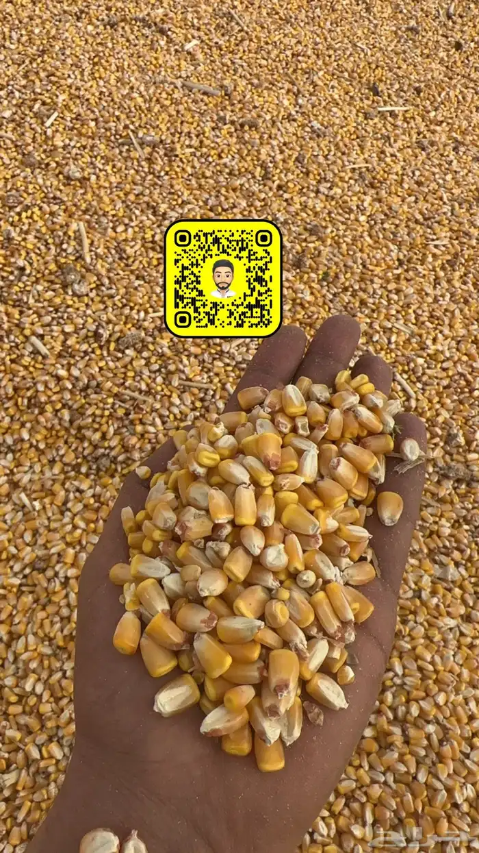 ضيفو سنابي عرض اعلاف بشكل يومي (والدفع عندالاستلام) 2