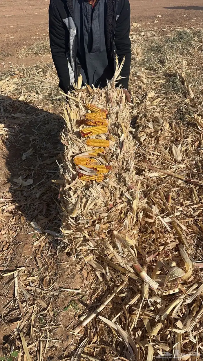 ضيفو سنابي عرض اعلاف بشكل يومي (والدفع عندالاستلام) 14